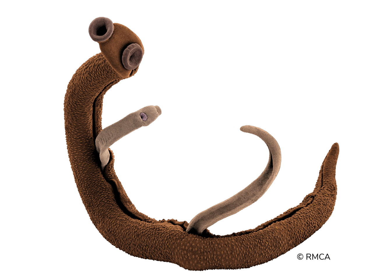 micrograph of a schistosome worm pair (not to scale)